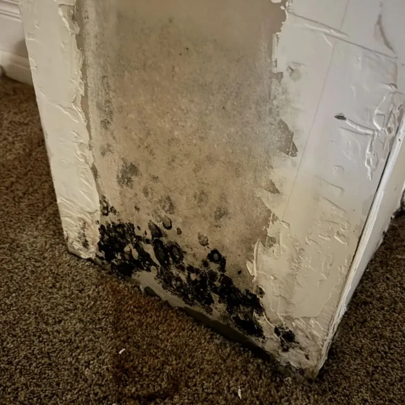 Professional Mold Removal in Citrus Springs, FL